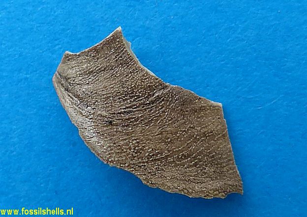 Poromya species