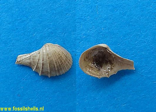 Cardiomya costellata