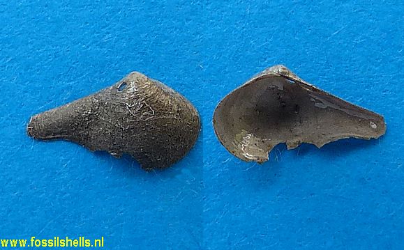 Cuspidaria species