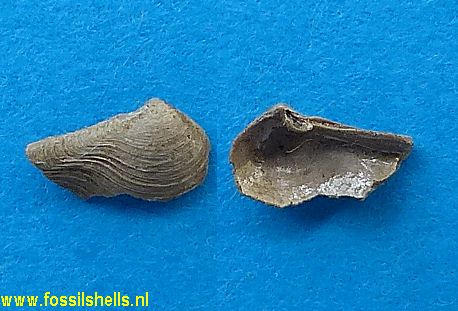 Plectodon species