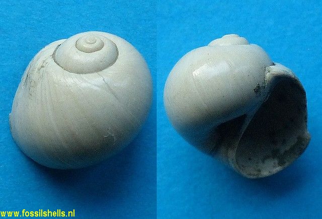 Natica blainvillei