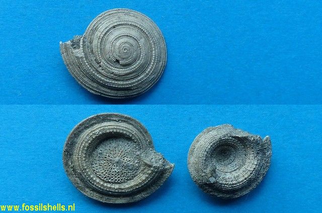 Torinia grandis