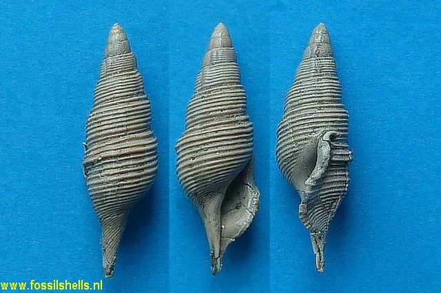 Tibia species