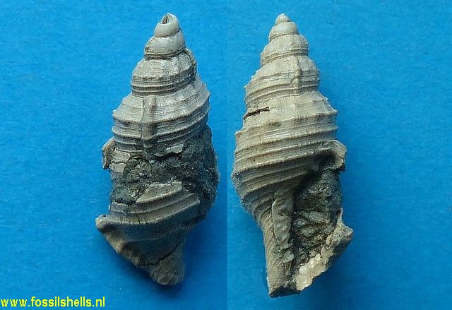 Charonia species