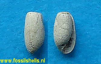 Cylichna species
