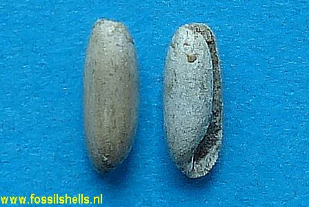 Cylichna species