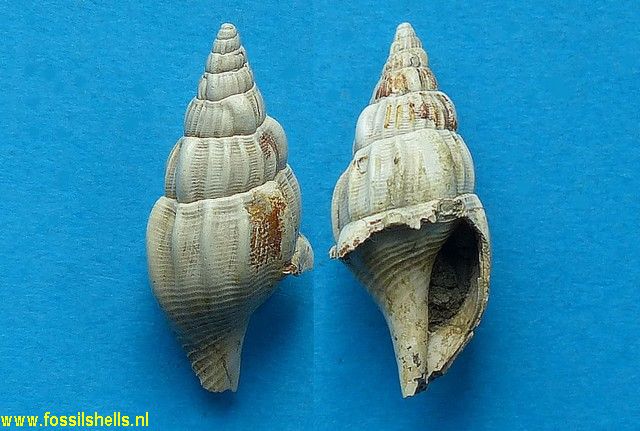 Strombolaria bayani