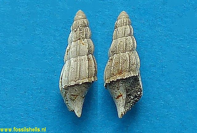 Tibia lucida