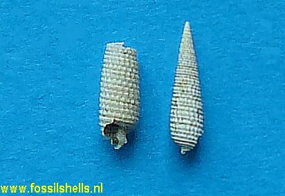 Triforis herouvalensis