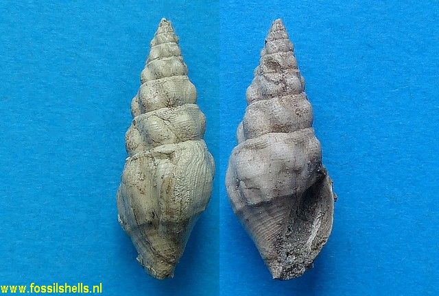 Borsonia iberica