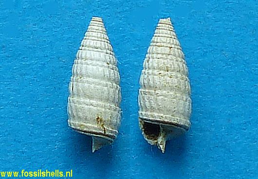 Ogivia species