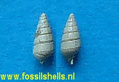 Syrnola species