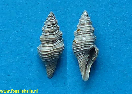 Borsonia pyrenaica