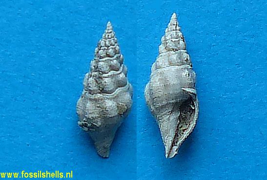 Borsonia palensis