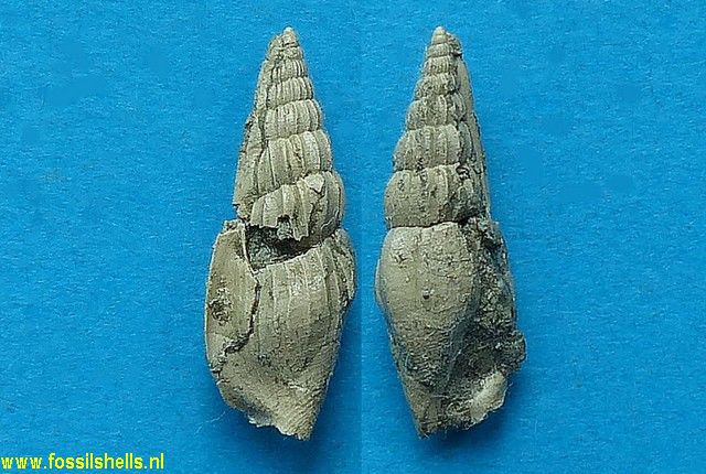 Rimella fissurella