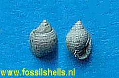 Ringicula species