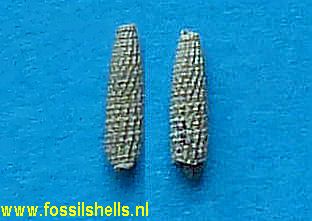 Triforis bitubulatus