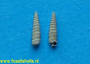Cerithiosis species