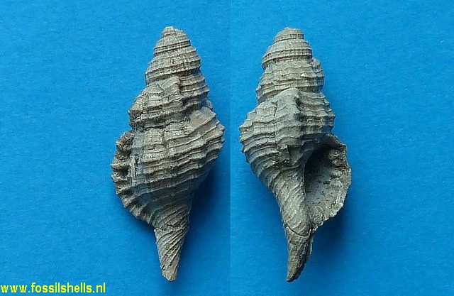 Charonia species