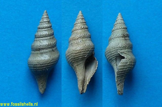 Drillia brevicula