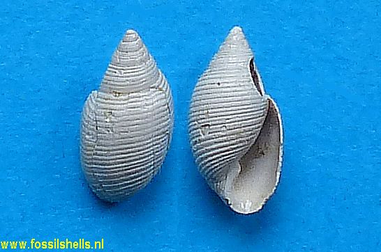 Acteon subinflatus