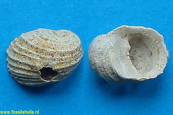 Nerita tricarinata