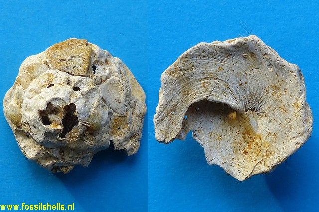 Xenophora cumulans