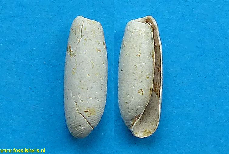 Cylichna bruguierei