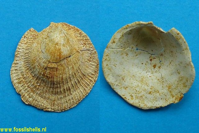 Hipponix patelloides