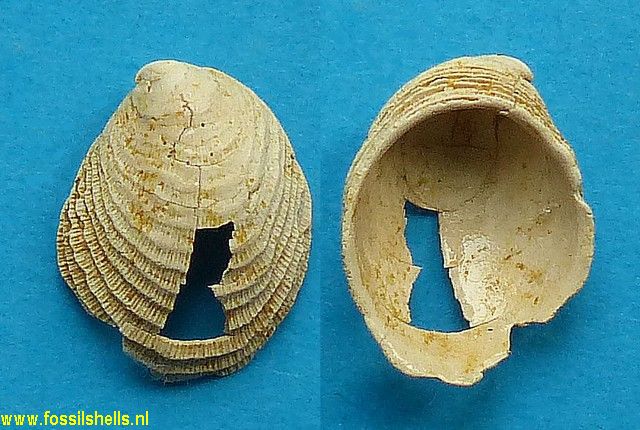 Hipponix sublamellosus