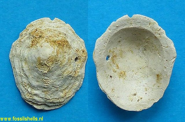 Hipponix patelloides