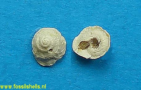 Xenophora rhytida