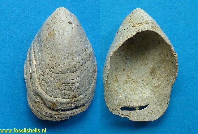 Hipponix cornucopiae