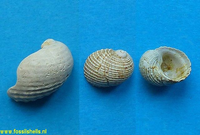 Neritiopsis parisiensis