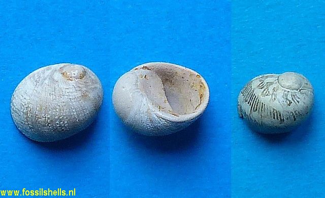 Nerita lineolata