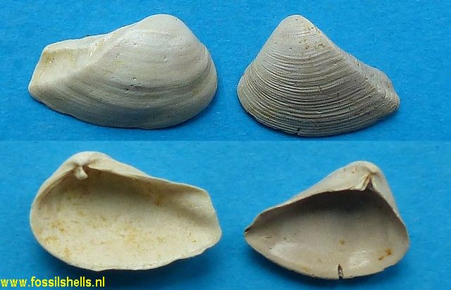 Cuneocorbula angulata
