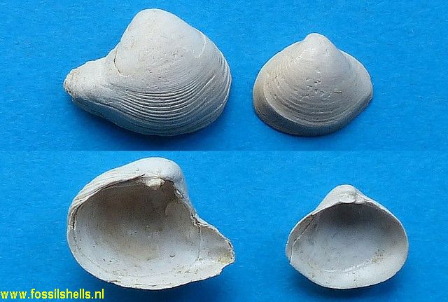 Corbula costata
