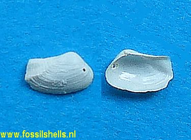 Sphenia cuneiformis