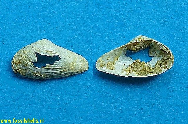 Sphenia angusta