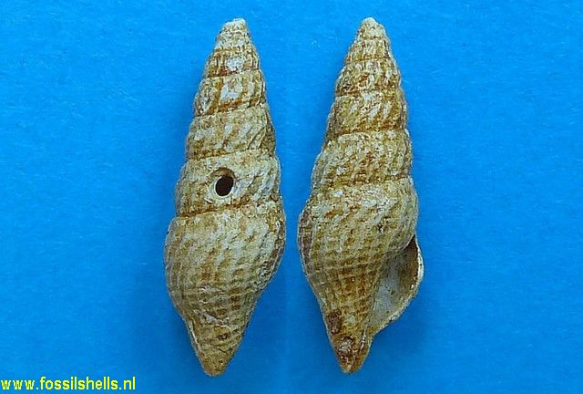 Crassispira lepta leptoides