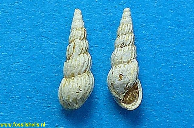 Rissoina raincourti 
