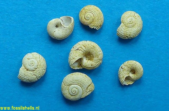 Circulus intermedius