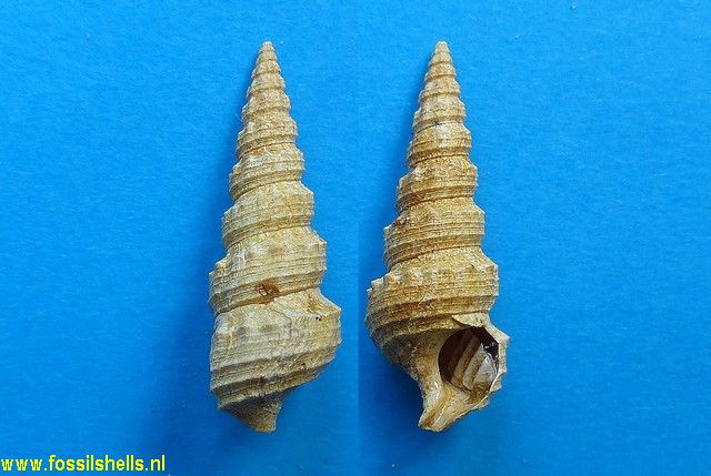 Batillaria prevosti