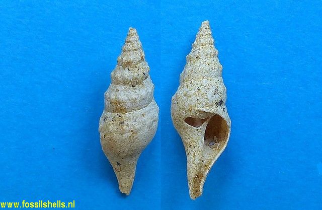Eopleurotoma bernayi