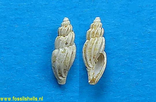 Mangelia labratula