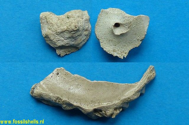 Xenophora agglutinans