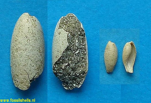 Scaphander tenuistriatus