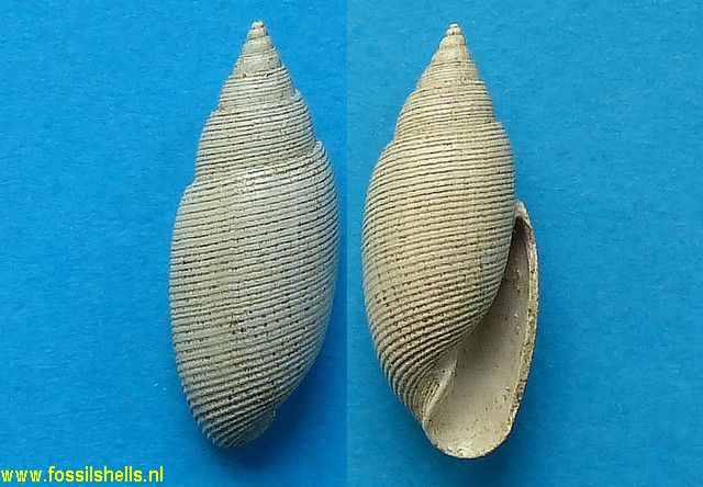 Acteon octavii