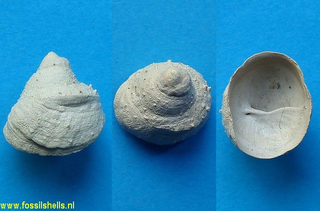Calyptraea aperta