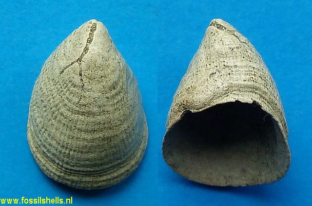 Hipponix cornucopiae